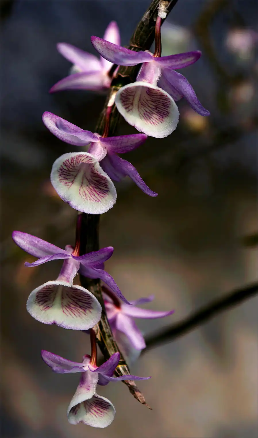 Orquídea