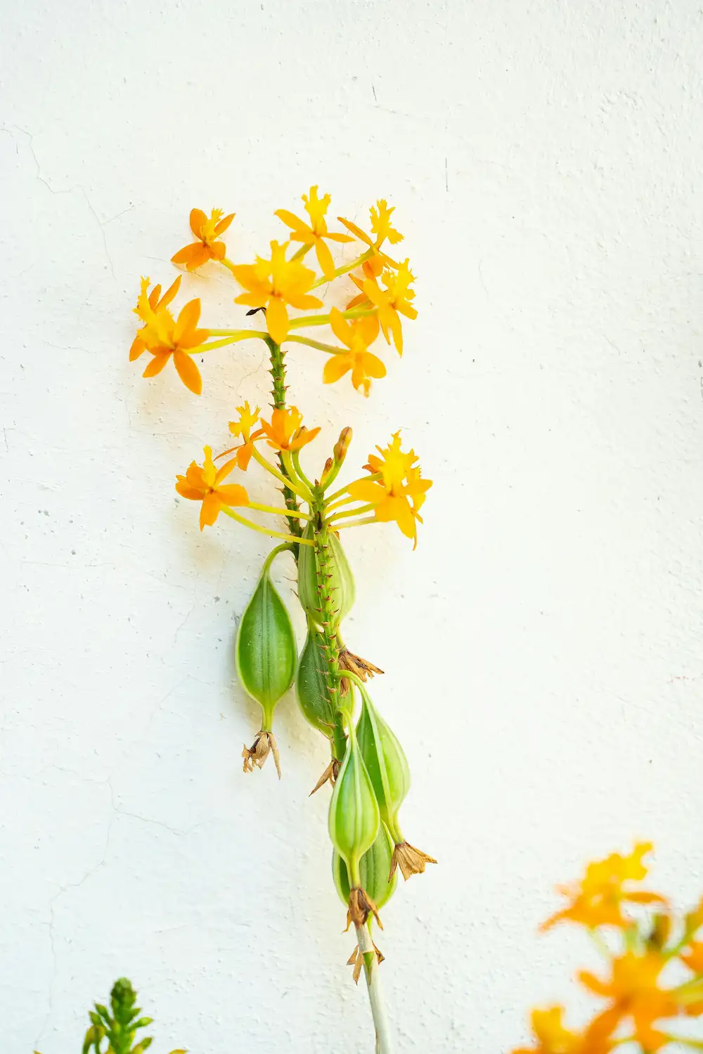 Orquídea